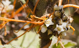 Image of Cuscuta jalapensis Schltdl.