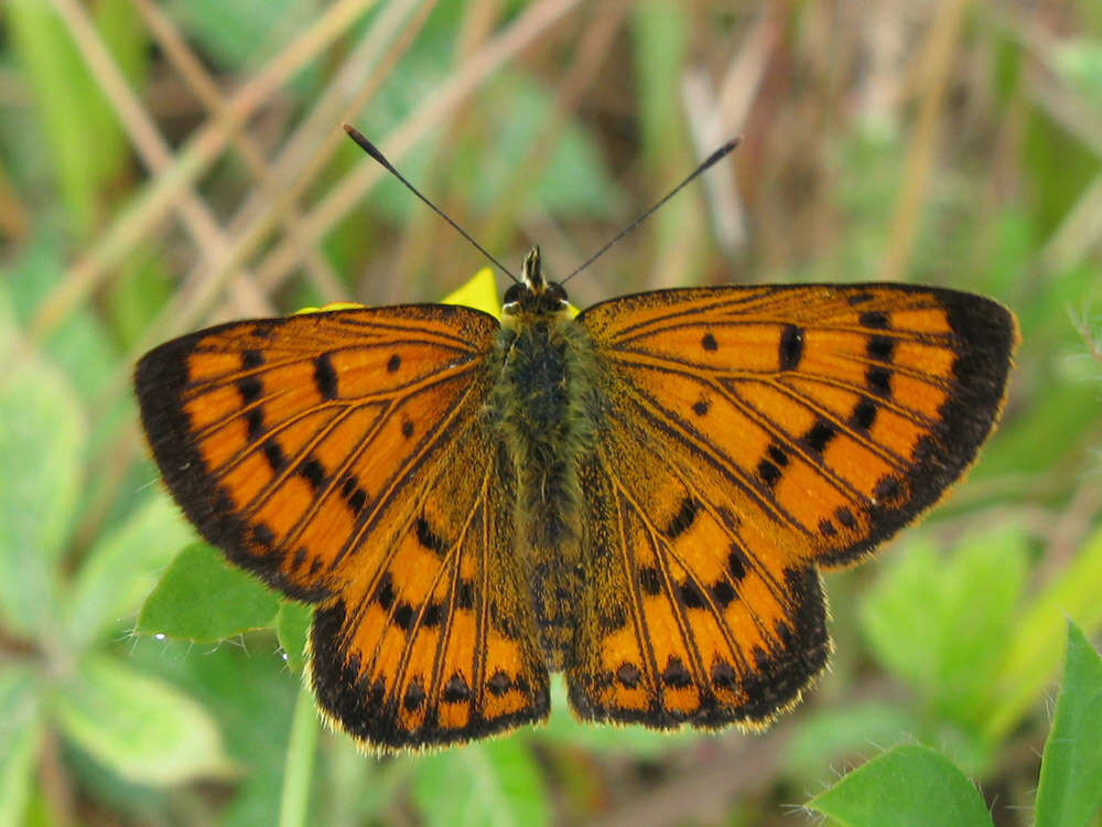 Image of Lycaena salustius (Fabricius 1793)