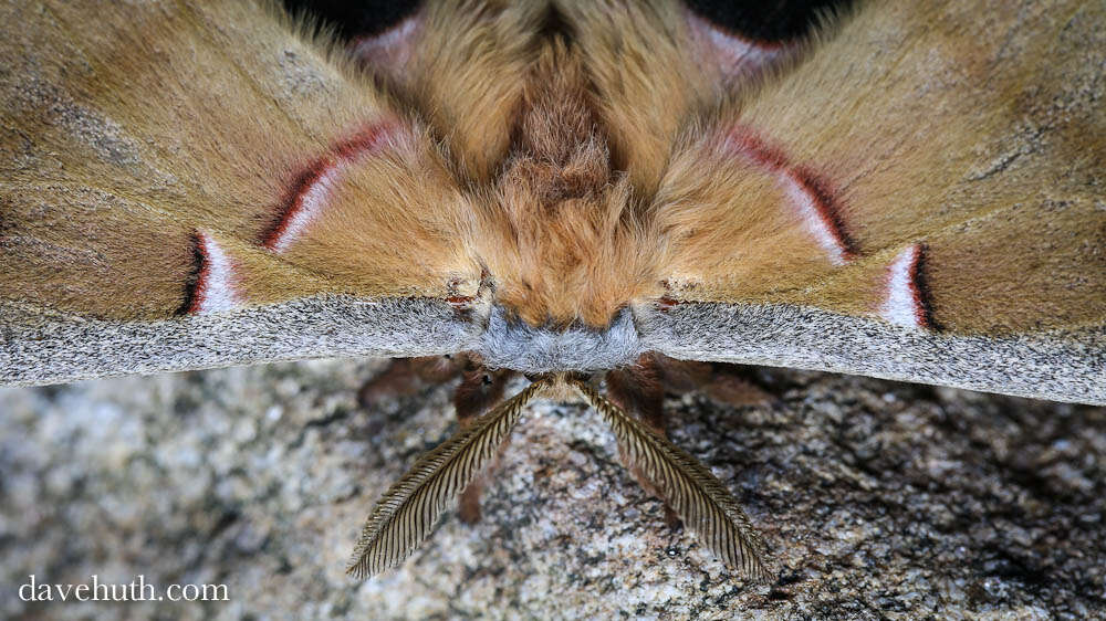 Image of Tussah moths