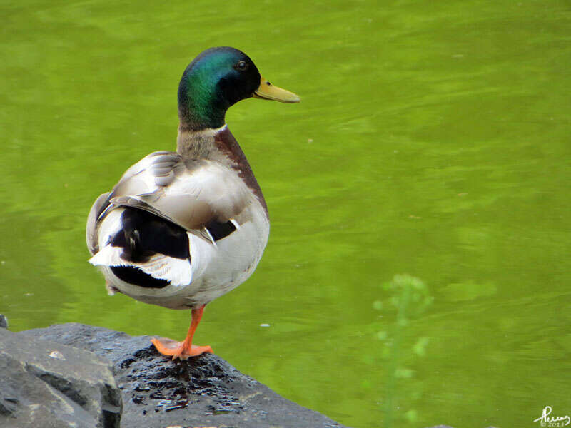 Image of Common Mallard