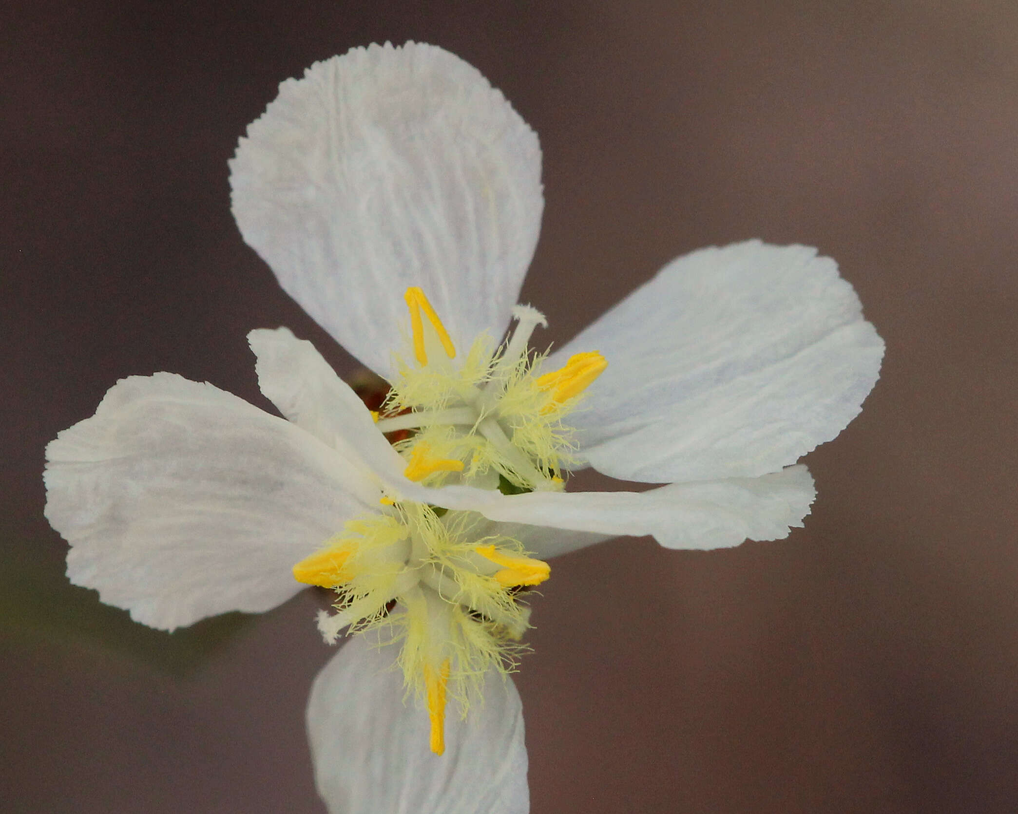 Image of yellow-eyed-grass family