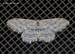 Image of Idaea