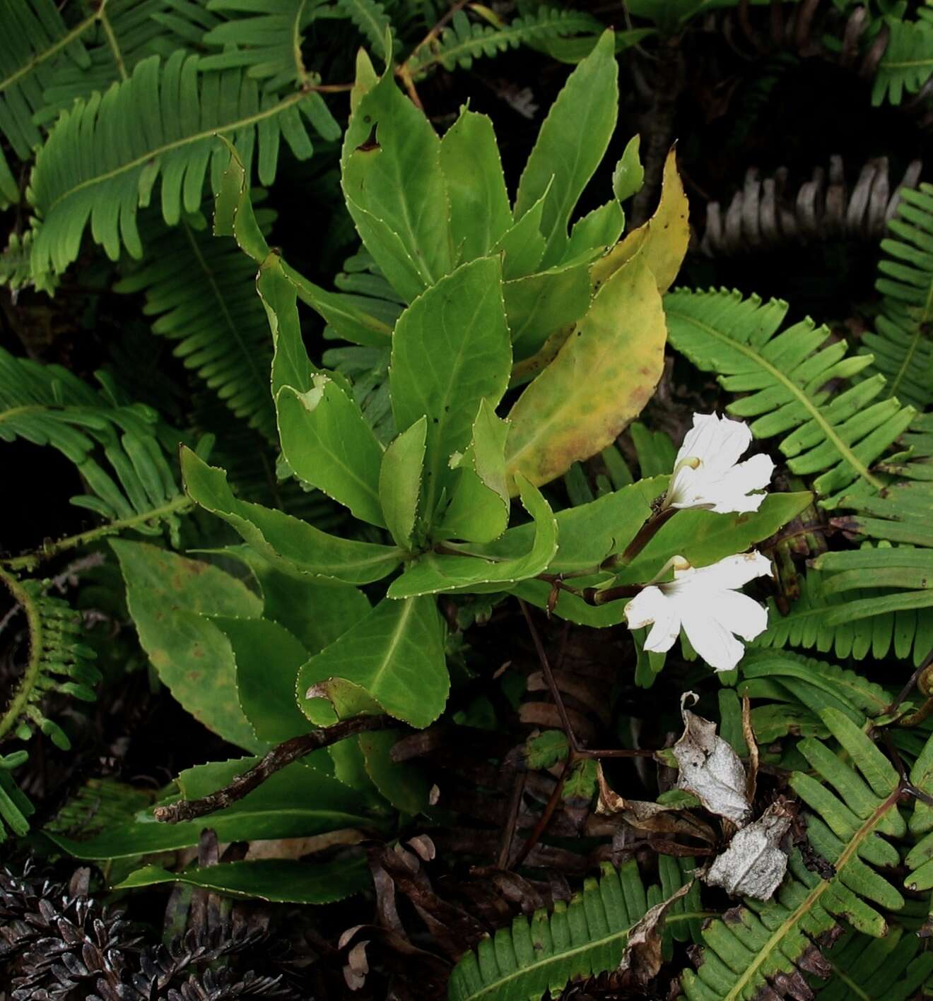 Image of naupaka kuahiwi