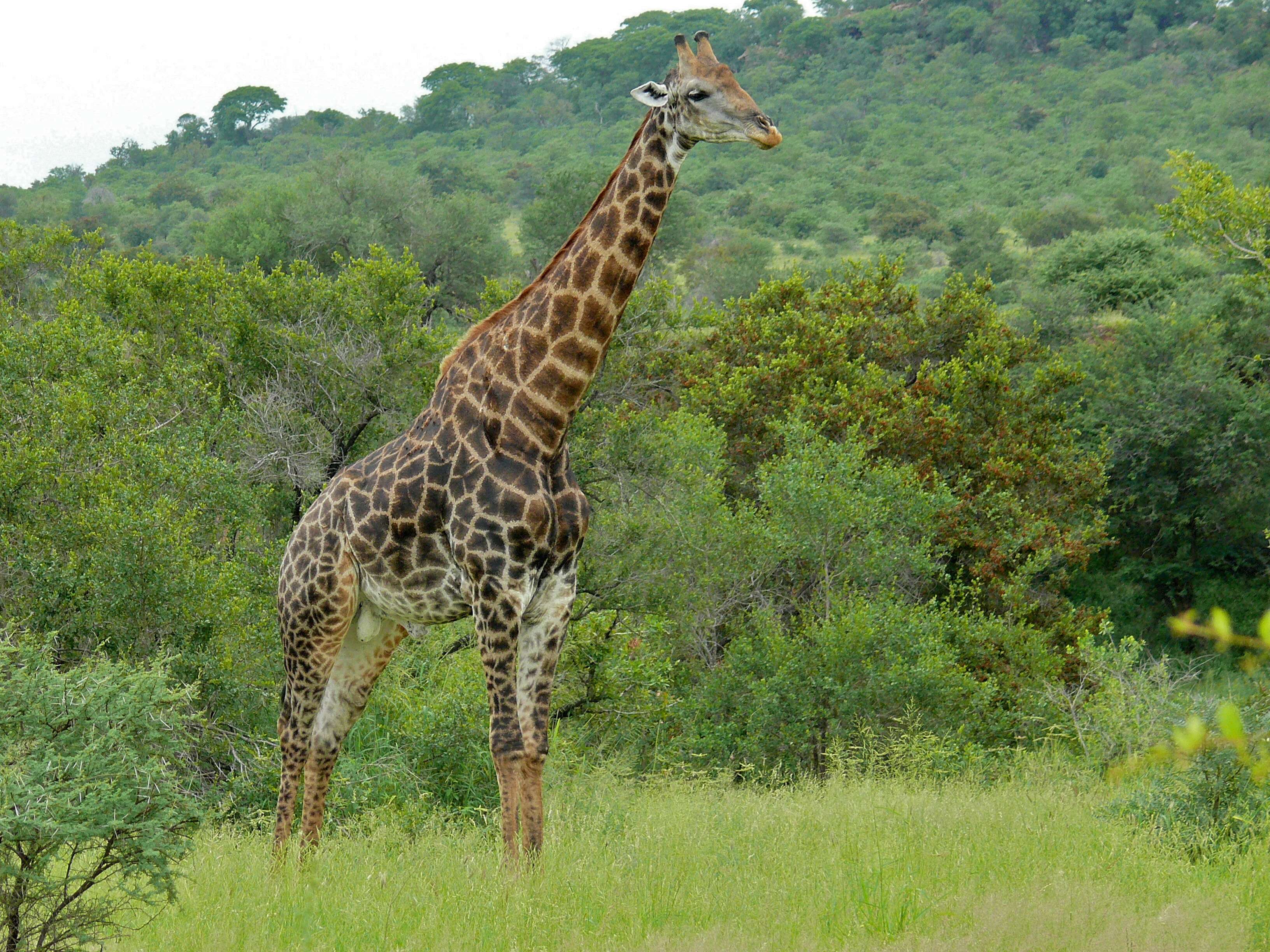 Image of Giraffes