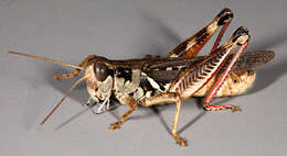 Image of Migratory Grasshopper