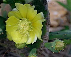 Image of Erect Prickly Pear