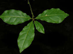 Sivun Terminalia costaricensis (Stace) Gere & Boatwr. kuva