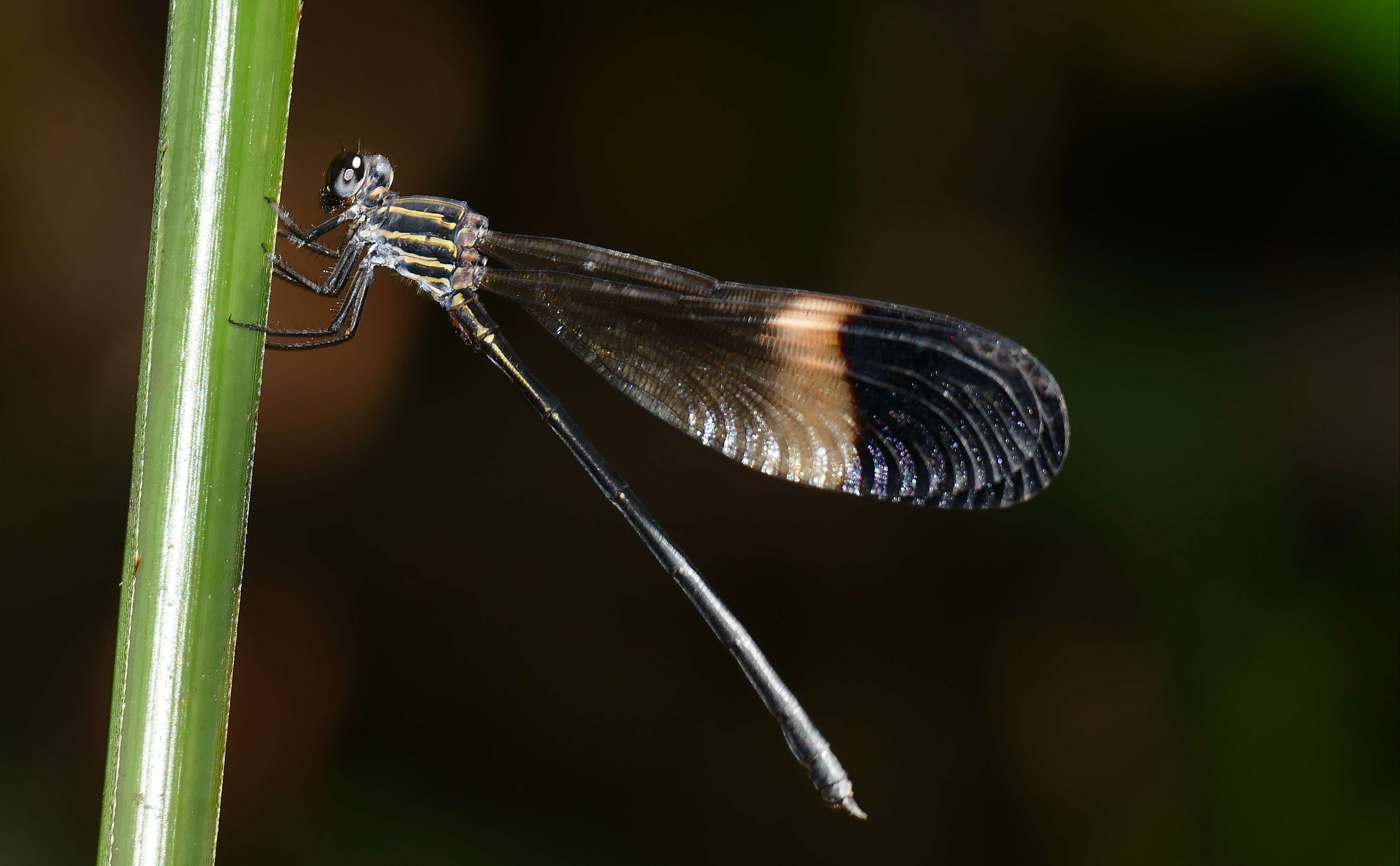 Image of Polythoridae