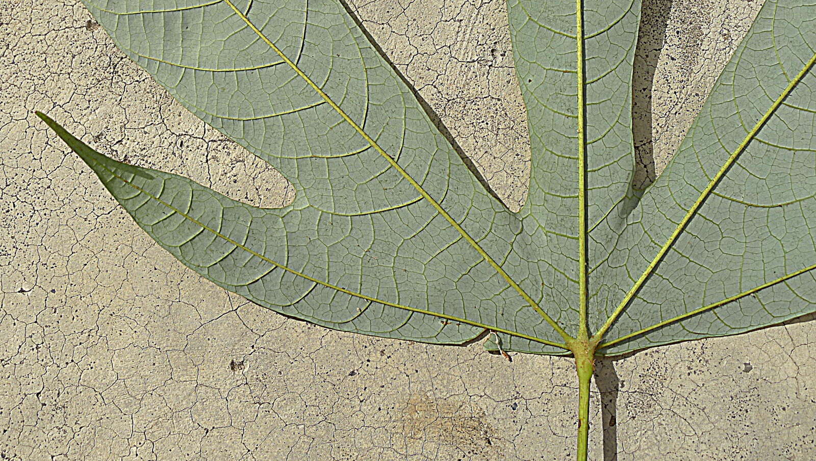 Image de Pourouma guianensis Aubl.