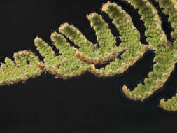 Image of Coville's lipfern