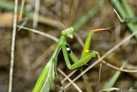 Image of Mantis