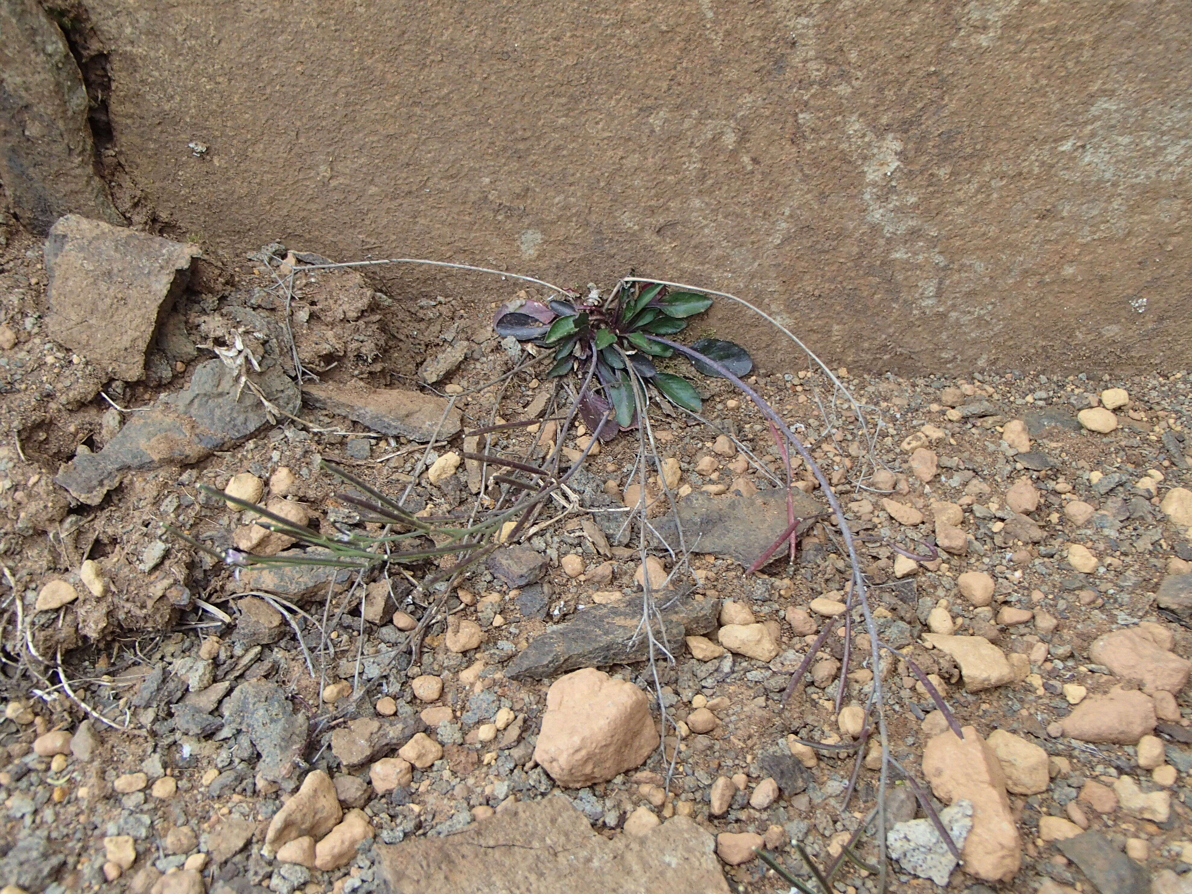 Image of Cardamine tryssa I. Thomps.