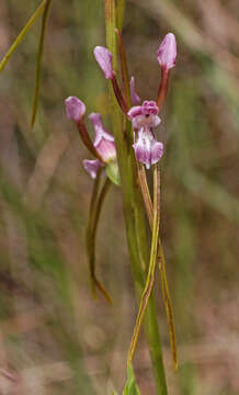 Image of Donkey orchids