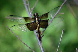 Libellula luctuosa Burmeister 1839 resmi