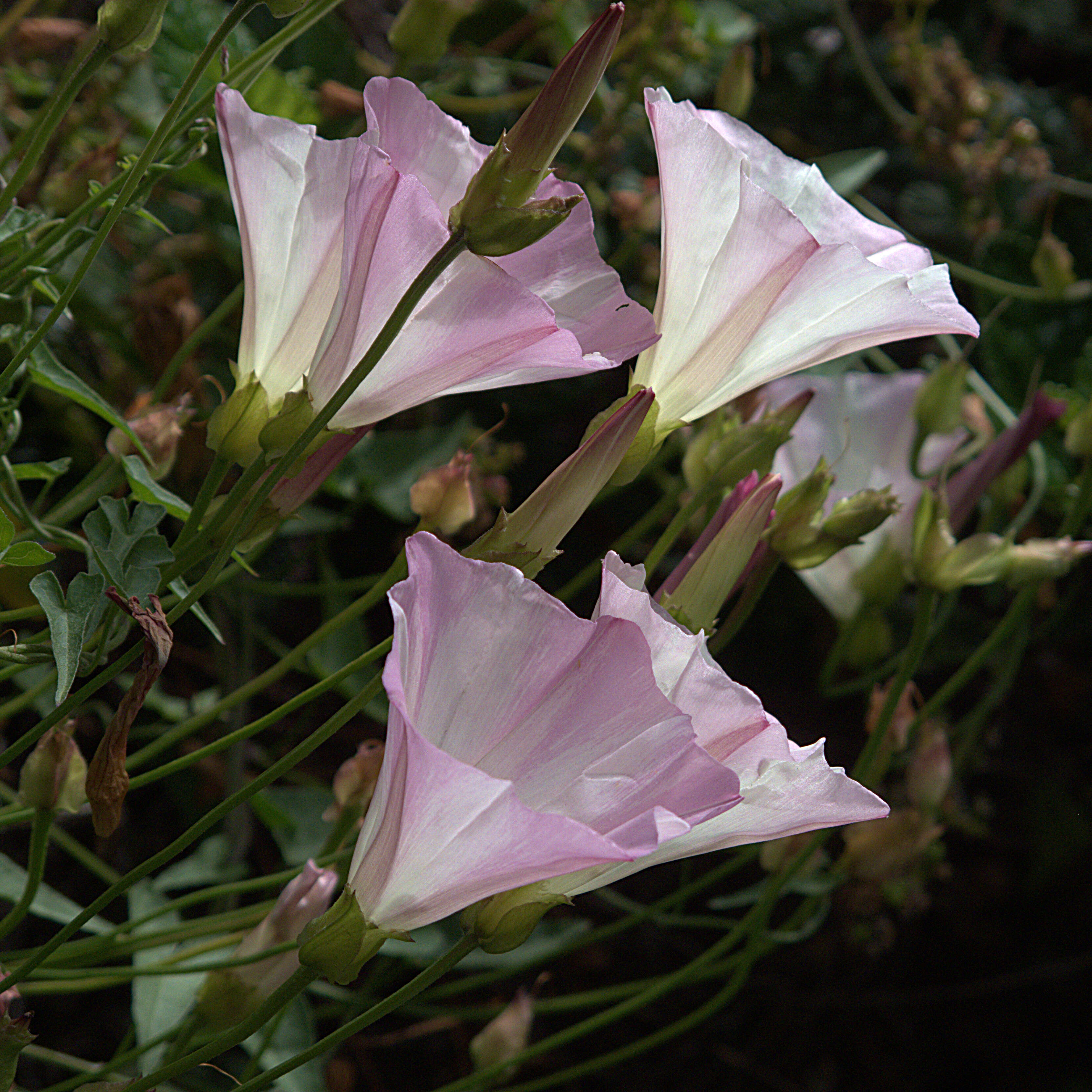 Image of island false bindweed