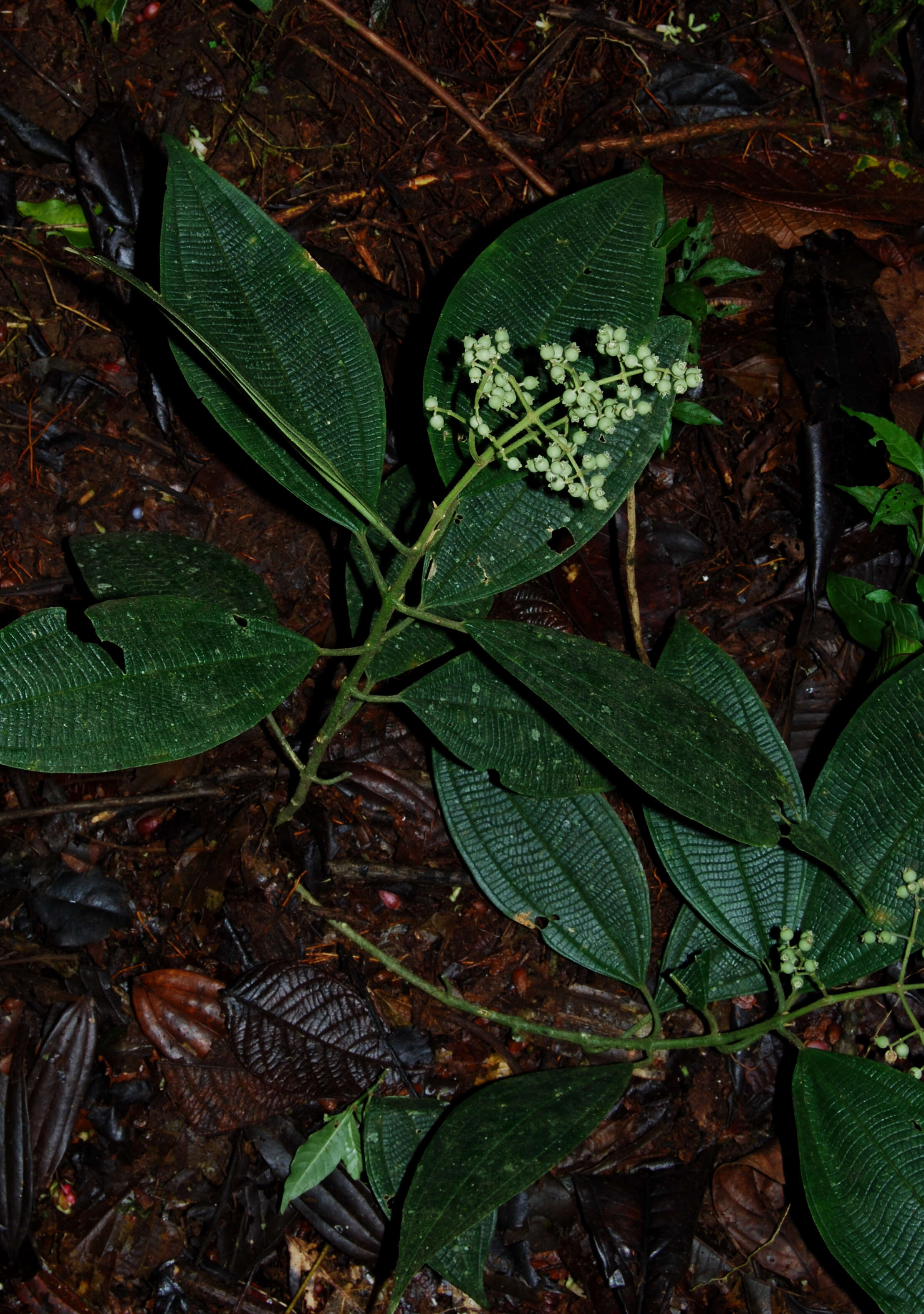 Image of Miconia