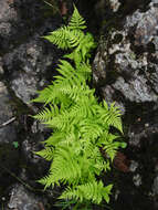 Image of beechfern