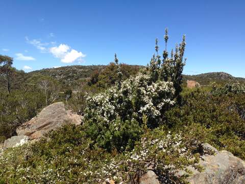 Olearia pinifolia (Hook. fil.) Benth. resmi