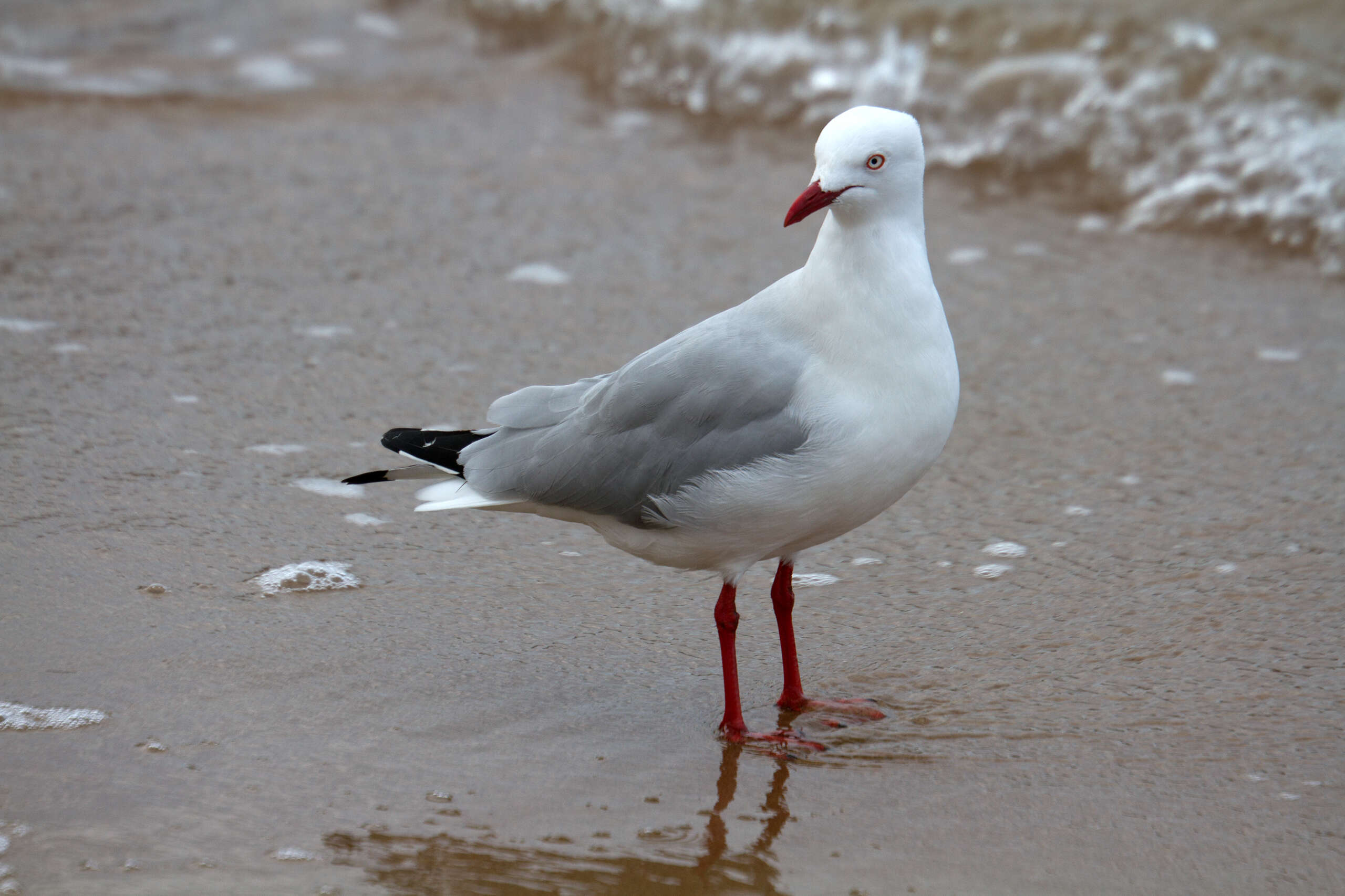 Image of Hooded gulls