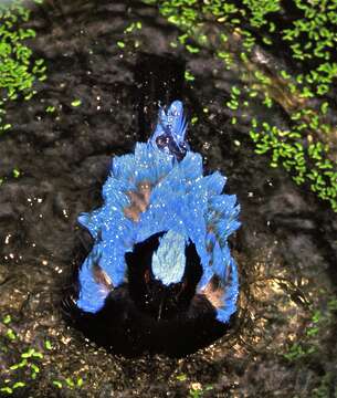 Image of Fairy-bluebird