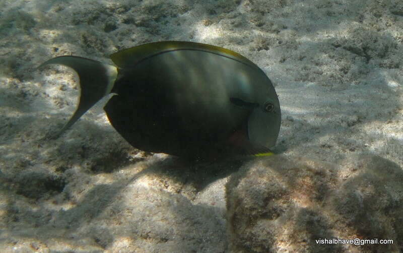 Image of Black-barred Surgeonfish