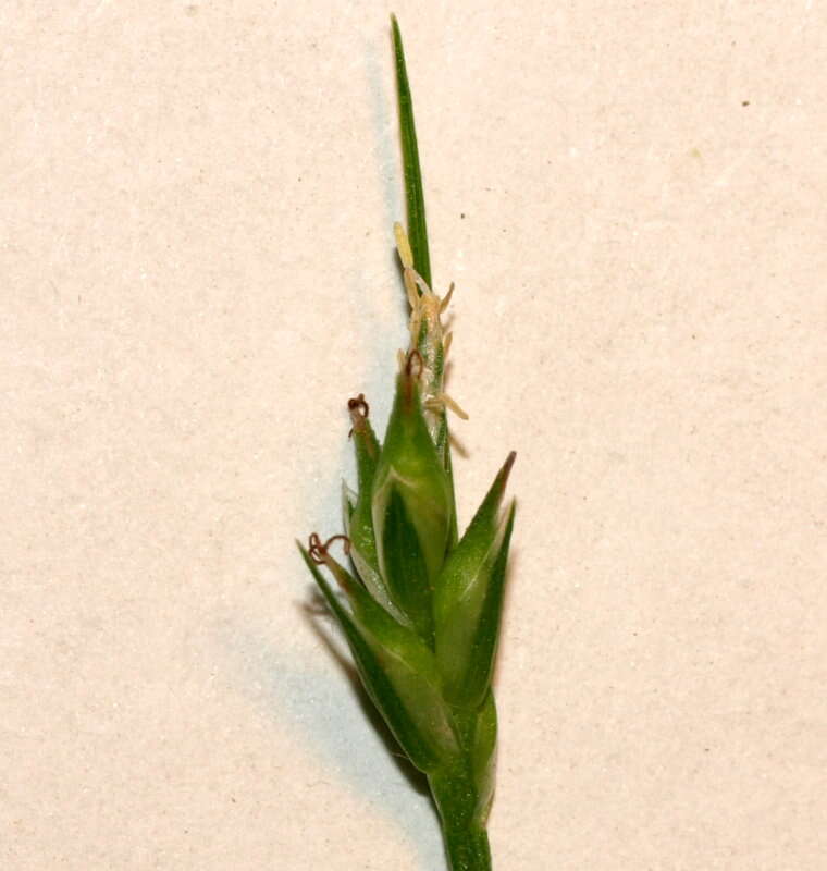 Image of Willdenow's sedge