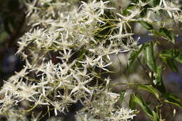 Image of Clematis glycinoides DC.