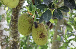 Image of jackfruit