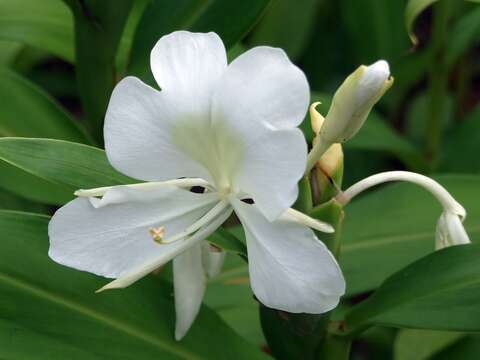 Imagem de Hedychium coronarium J. Koenig