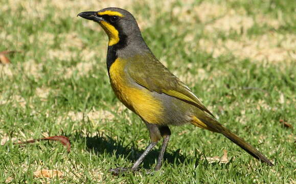 Image of Bokmakierie Bush-shrike