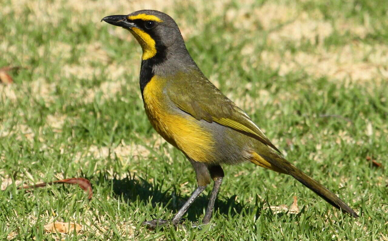 Слика од Telophorus zeylonus (Linnaeus 1766)