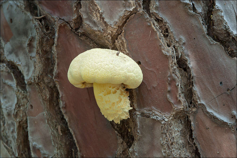 Imagem de Buchwaldoboletus lignicola (Kallenb.) Pilát 1969