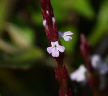 Image of Witchweed