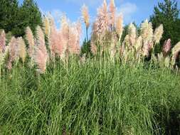 Image of pampas grass