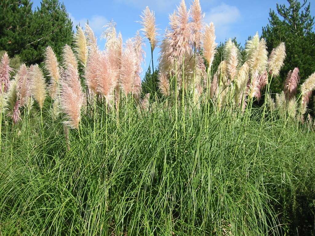 Image of pampas grass