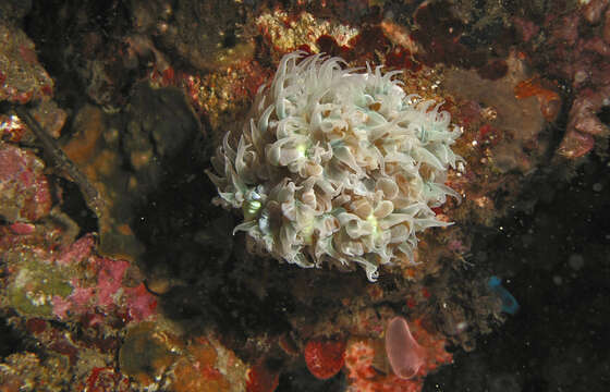 Image of cnidarians