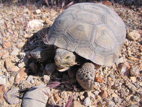 Image of desert tortoise