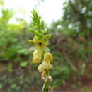 Image of Palau crepidium