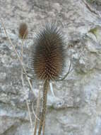 Image of Dipsacus fullonum subsp. fullonum