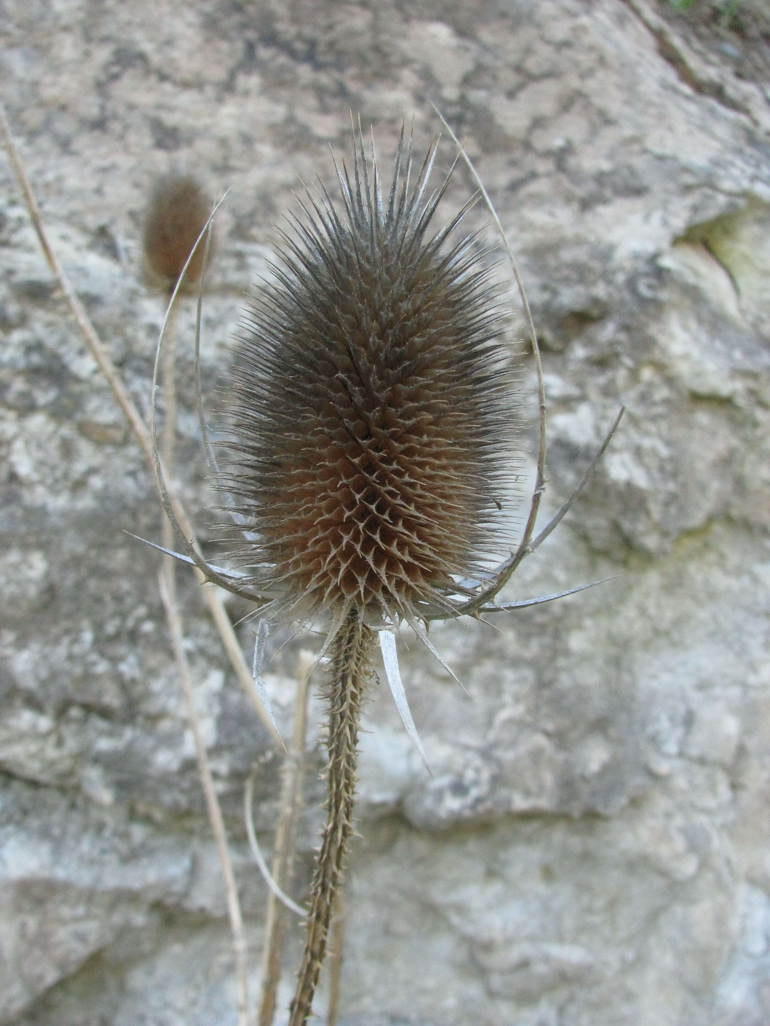 Image of Dipsacus fullonum