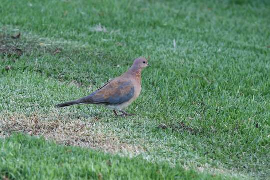 صورة <i>Streptopelia senegalensis</i>