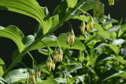 Image of Solomon's Seal