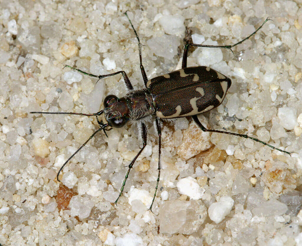 Image de Cicindela