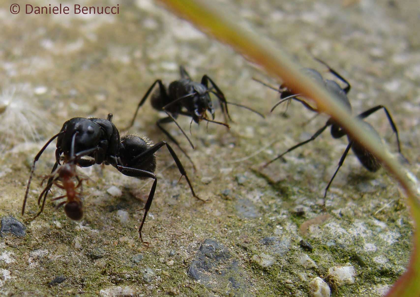 Image of cornfield and citronella ants