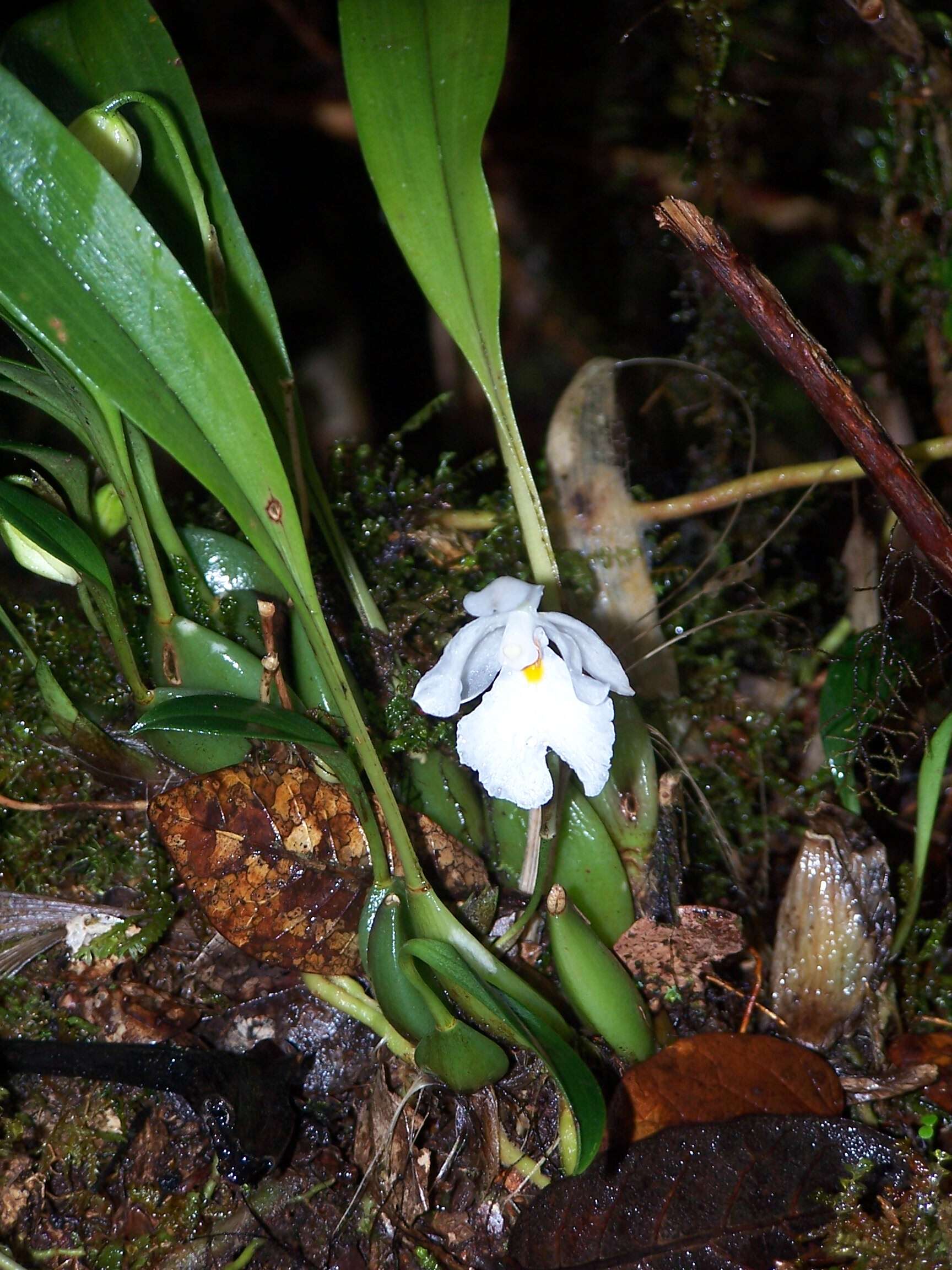 Image of Rossioglossum