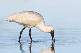 Image of Royal Spoonbill