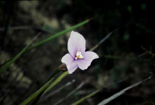 Imagem de Patersonia occidentalis R. Br.