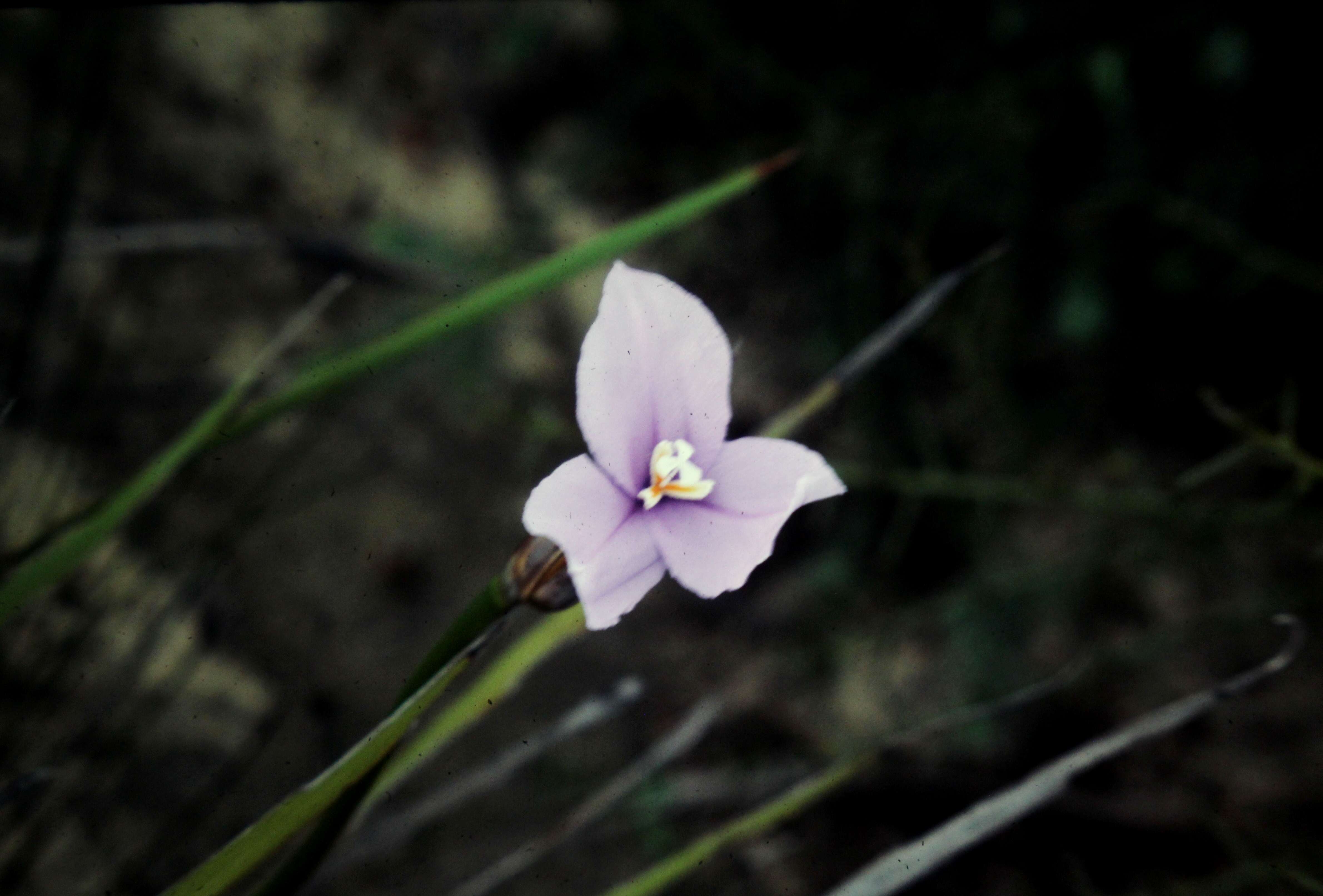 Image of Patersonia