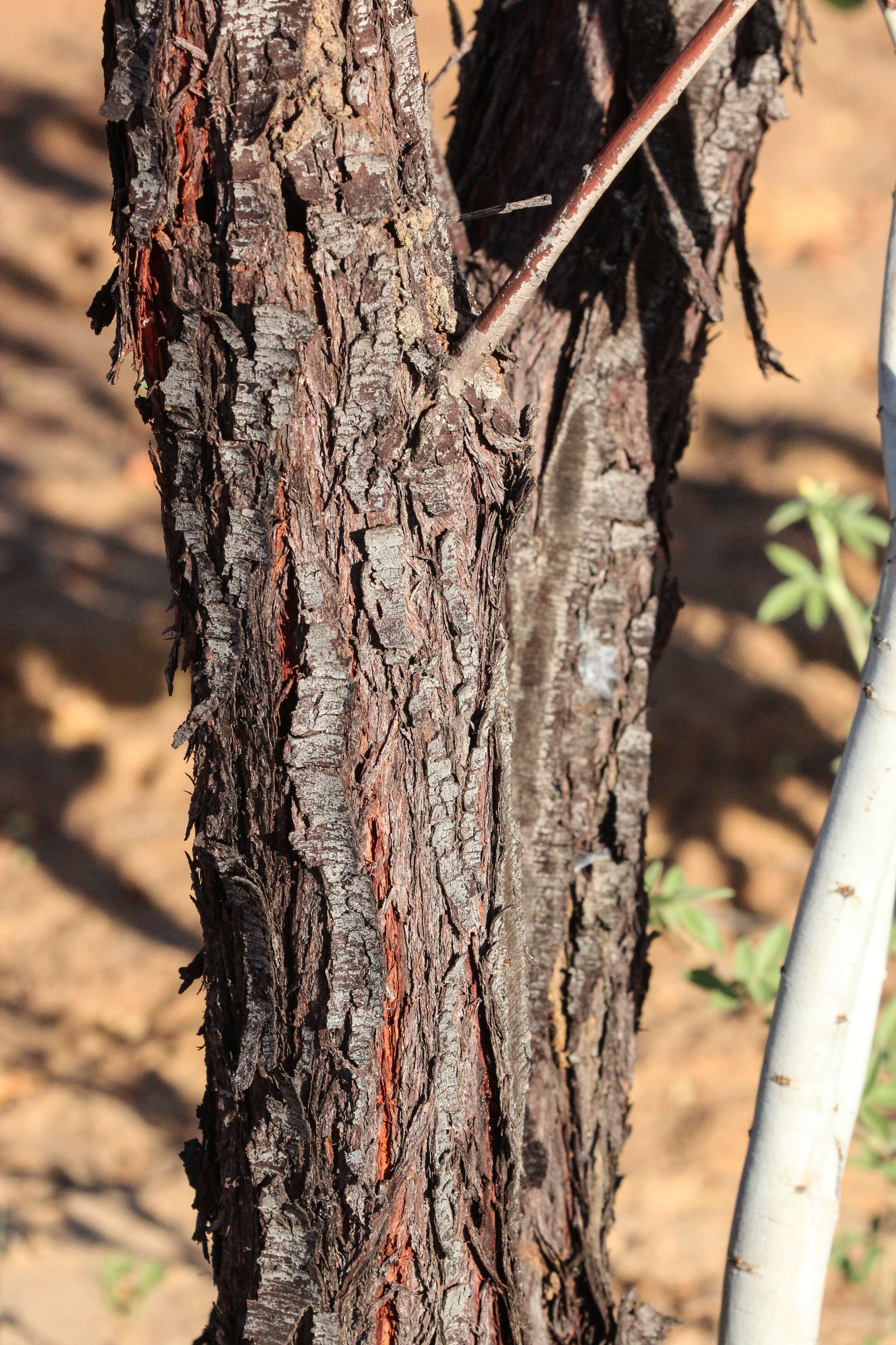 Image of Acacia platycarpa F. Muell.