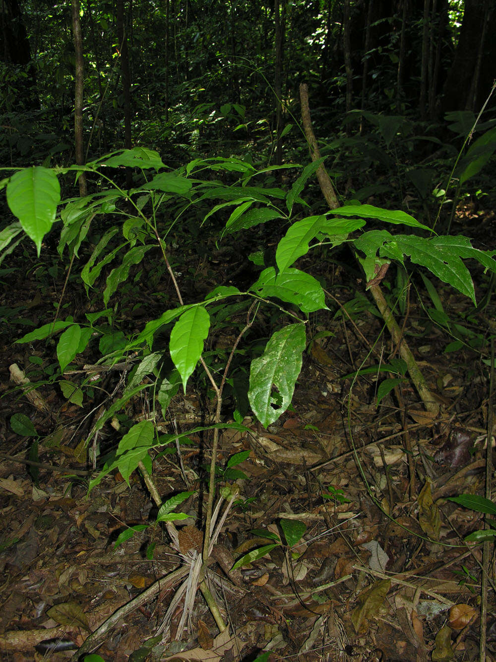 Слика од Crossopetalum gomezii C. L. Lundell